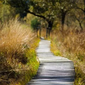 Bridging Open Work Permit